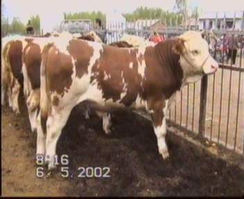 如何买好小肉牛股票