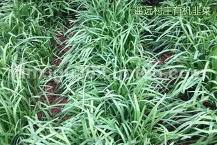 韭菜长势如何 股票