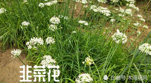 韭菜长势如何 股票