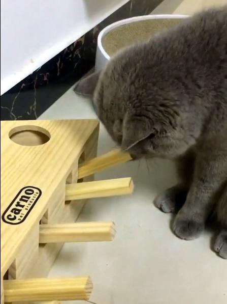 肥猫如何购买股票