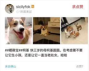 宠物证券化怎么办理的