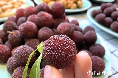 七旬老人吃一斤杨梅致肾损伤,杨梅的特殊功效与慢性肾病的关联 七旬老人吃一斤杨梅致肾损伤,杨梅的特殊功效与慢性肾病的关联