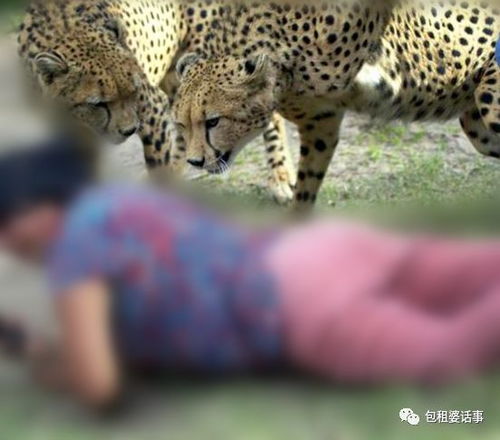 少年在豹子前面战死 少年在豹子前面战死